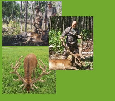 Check out our gallery section for more great photos of Miane Deer huntng!