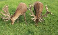 Deer Rack 