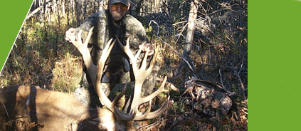 Maine Red Stag Hunts